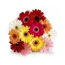 Gerborgeous Bouquet Of Mixed Colour Gerberas Flower Delivery Online Flower Delivery Flowers Online