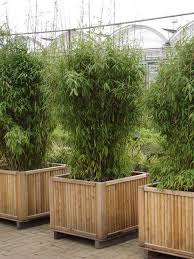 Fargesia Murielae Jumbo Schirm Bambus Bambus Pflanzen Garten Und Pflanzen