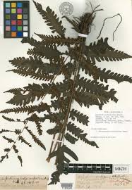 Image result for Tectaria fernandensis