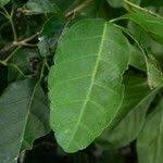 Image result for Allophylus tanzaniensis