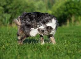 Why Do Dogs Chase Their Tails Petmd