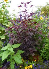 Some of the most reviewed products in bushes are the proven winners 4.5 in. Hibiscus Acetosella Red Leaf Hibiscus Buy Online At Annie S Annuals