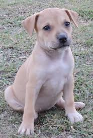 Happy tails pet sympathy from nl.pinterest.com. Honey The Puppy Happy Tail Rspca Queensland