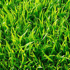 I am looking for a quick way to thicken up a zoysia lawn. Zoysia Grass 101 How To Plant Grow Zoysia Grass Gardens Alive