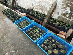 87 likes · 13 talking about this. Bercucuk Tanam Di Rumah Malaysia Aktif