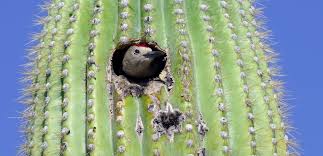 He went over to the cactus and picked away at a crusty bit of it, it was almost entirely hollow and filled with these tiger striped bird eating even if a small spider happened to climb into a hole in a cactus and lay eggs there, he. Birdlife International On Twitter Could You Live Inside A Cactus 8 Ingenious Bird Nests From All Around The World Https T Co Zzpcvla0gh
