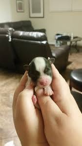 Gooddog.com has been visited by 10k+ users in the past month Havanese Puppies For Sale Sacramento Ca 256306