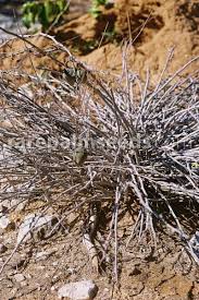 Image result for Adenia