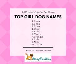 Many african names emphasize beauty and joy. Cute Girl Dog Names 2019 Online Shopping