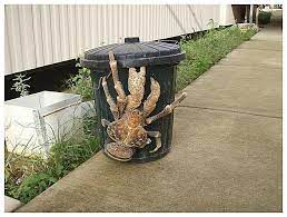 Penangan ketam segar d muara chenang selera berita harian. Ketam Kelapa Monster Urban Legends