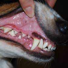 Some Common Dog Tooth Problems And How To Prevent Them
