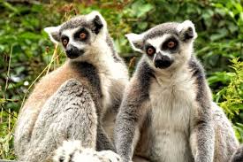 Famous Rainforests List Learn About The World S Rainforests Lemur Rainforest Animals List Rainforest Animals