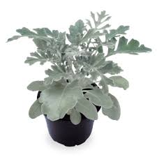 Image result for Cineraria