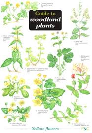 Guide To Woodland Plants Identification Chart By Gulliver