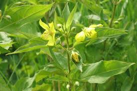 Image result for Lysimachia barbata