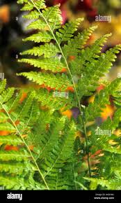 Image result for Microlepia