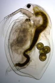 Daphnia As A Versatile Model System In Ecology And Evolution | Evodevo |  Full Text