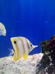 Copperband Butterfly For Sale | Petco