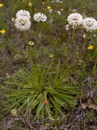 6.6 to 7.5 (neutral) 7.6 to 7.8 (mildly alkaline) 7.9 to 8.5 (alkaline) patent information: Ozark Soul Native Plants