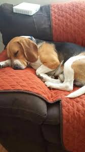 Tumblr Dog Training Easiest Dogs To Train Best Dog Training