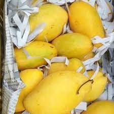 Puding mangga 1 bungkus nutrijell puding susu rasa mangga 500 ml air layer 2 my vla vanila 1 bungkus buah mangga 1 buah yg sudah di potong dadu potongan daun pandan. Buah Baru Sampai Buah Mangga Susu Gold Elzar Mart Gombak Facebook