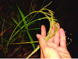 Image result for Sporobolus africanus