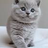 Kleine süsse katzenbabys 2019,nun sind die kleinen süssen schon fast 7 wochen,sie sind sauber und fressen können die kleinen süssen auch schon ganz. Https Encrypted Tbn0 Gstatic Com Images Q Tbn And9gctx6iglcl9uxflsvyoqq 4fl5gq Se6svuhgv0fzw9sxalzck7q Usqp Cau