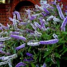 Wide range of herbaceous perennials available to buy online today from garden beauty. Hebe Midsummer Beauty Shrubs Young Shrub Plants Hebe Midsummer Beauty Sycamore Trading