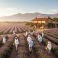 Morning Yoga at Los Poblanos — Wellness Yurt