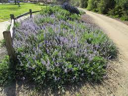 Tall and up to 5 ft. Salvia Bee S Bliss Linda Vista Native Plants