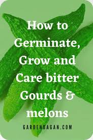 Bottle gourds require evenly moist soil to ensure the best and fast growth. Bitter Gourd How To Germinate Grow And Care Bitter Melons Garden Bagan