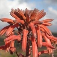 Image result for Aloe carnea