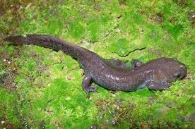 Image result for Dinebra caudata