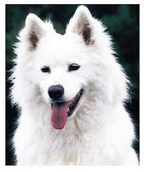 250 disi ve erkek kopek isimleri teknozum kopek yeni baslayanlar resim renkli kafatasi