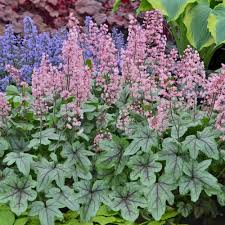 To most gardeners, sun and shade conjure up images of separate gardens. X Heucherella Pink Fizz In 2021 Shade Perennials Heuchera Container Gardening Shade