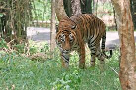 Image result for assam images