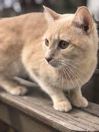 Cutest Cats Online Get Your Free 12 Days Online Course For A Better Healthier Happier Pet Life Catlover Catphoto Ca Beautiful Cats Cats Cute Animals