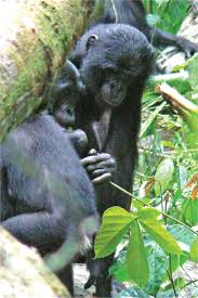 Image result for Manniophyton