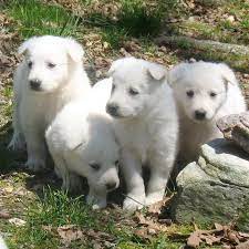 We have two black/sable gsds and two white gsds. April 17 2018 White German Shepherd Puppies 4 Weeks Old White German Shepherd Puppies German Shepherd Puppies White German Shepherd