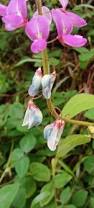 Image result for Desmodium scorpiurus