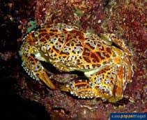 Image result for Exacum zombense