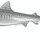 Aquarium shark thumbnail