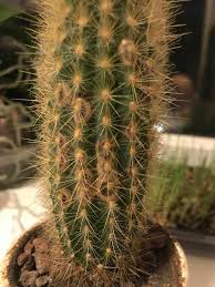 The best way to keep your cactus from turning brown is to ensure that its environment is one scales are small insects that appear like brown spots on cacti because of their hard brown shell coverings. Dark Spots On Cactus Gardening Landscaping Stack Exchange