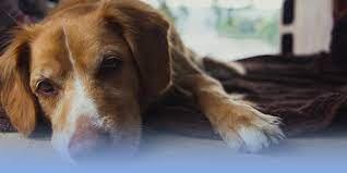 Most of us love our pets like family and many of us form bonds with our pets that can't be described with words. Pet Euthanasia Costs In Los Angeles Orange County Riverside