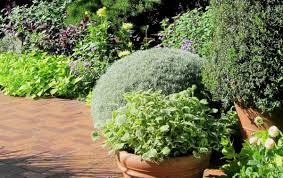 Image result for Helichrysum harveyanum