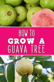 How To Grow A Guava Tree Guava Tree Guava Plant Guava