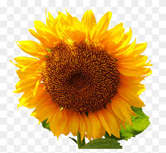 Sebagai contoh hasil mewarnai sketsa bunga dengan hasil yang cantik dan indah dapat kalian lihat. Minyak Biji Expeller Menekan Com Minyak Wijen Minyak Bermacam Macam Warna Minyak Png Pngwing