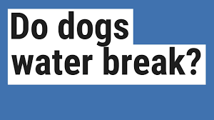 The dog is already in labour and generally settled down where she wants to birth. Do Dogs Water Break Youtube