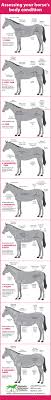 How To Evaluate Your Horses Weight Equine Veterinary