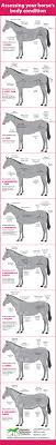 how to evaluate your horses weight equine veterinary